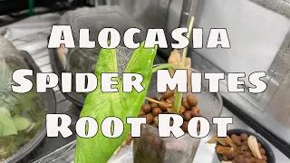 Saving Alocasia Sente From Root Rot and Spider Mites With Updates Growing in Leca