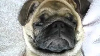 Мопс храпит, смешные собаки | Pug, Funny dogs