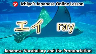 エイ (ei) | ray | Japanese Vocabulary and the Pronunciation