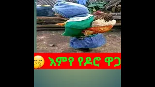 🙄የሚገርመው የአመት በአል የዶሮ ዋጋ ፍየል ይገዛል