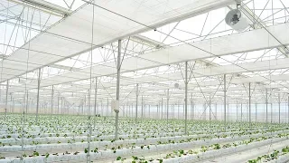 Curtain and mechanizms for greenhouses - A-SERA GROUP