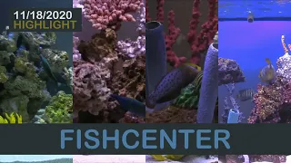 Fishcenter - Tank Through the Years