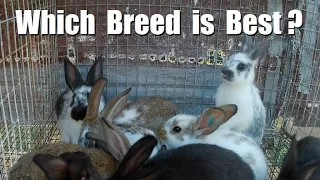 How to Choose the BEST Meat Rabbit Breed for YOUR Farm