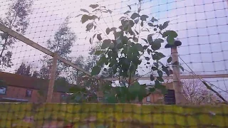 Demonic Laughing Kookaburra at Kirkley Hall Zoological Gardens (Slow Motion)