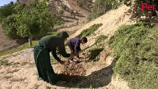 Planting saplings by Hassan and Kabri in the open air