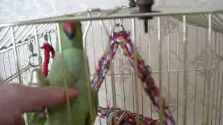 Ожереловый попугай говорит (ringneck parrot talks) 2