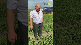 8 червня. Ранній посів холодостійкого сорту PS 0035 NR2 компанії Pride Seeds