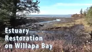 Willapa Bay estuary restoration