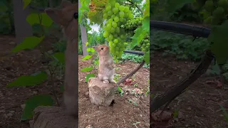 The sound of the little rabbit eating grapes is so healing #pet #rabbit