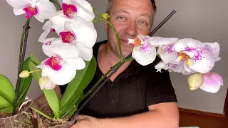 пересадка цветущих орхидей в НОВОМ ДОМЕ для редкого полива и ПРОСТОЙ уход за орхидеями