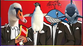 FUNNY SWAN & FUNNY PENGUIN & FUNNY WHALE & FUNNY ORCA SHARK - Coffin Dance X Baby Shark COVER