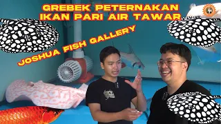 GREBEK INDOSTINGRAY SANG PETERNAK IKAN PARI AIR TAWAR DI JAKARTA SELATAN !