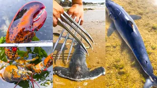 Fishing Videos - Catching Seafood Include Fish, Crab, Octopus #98 - Tik Tok