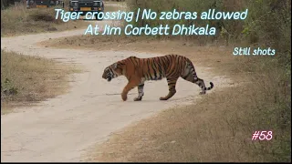 Tigers at Jim Corbett | Dhikala zone