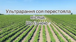 Огляд сої Адельфія! Ульрарання соя Адесса та Амбелла перестояла практично місяць, що із нею?