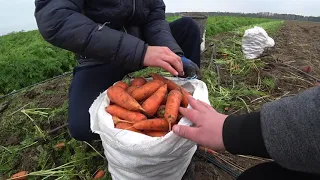 Вирощування моркви на Херсонщині.