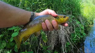 Iowa Driftless, Trout and a Snake: S. Bear, French, and Paint Creeks