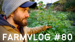 WHY so many TREE NURSERIES?! | KITCHEN GARDEN MAKEOVER | PERMACULTURE FOOD FOREST & NO DIG GARDENING