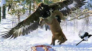 ORZEŁ PRZEDNI to drapieżnik, który atakuje nawet wilki! Orzeł przedni kontra jeleń, lis i zając!