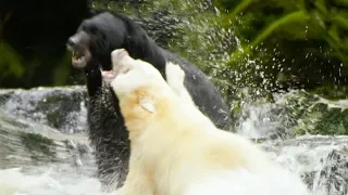 Mother Bear Fights Male for Prime Fishing Spot | Natural World: Ghost Bear | BBC Earth