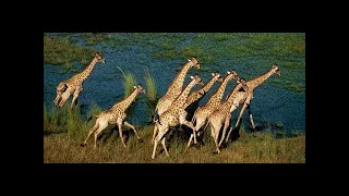 Documentary films Documentary 2017 - Kalahari 2 - The Flooded Desert (Nature Documentary)