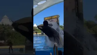 Loro Parque Orcas