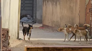 Street Dog Fight||Street Dog Danger Fighting||