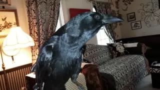 Snovember with The Talking Crow