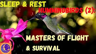 Sleep Music: Hummingbirds -  Masters of Flight and Survival (Part 2)