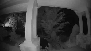 Bear outside door, Sep 2020