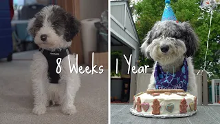 8 Weeks to 1 Year Old-Aussiedoodle Fully Grown