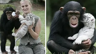 The BEAUTIFUL friendship between this animals of different species will MELT your heart!