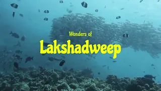 Wonders of Lakshadweep - Schooling fishes