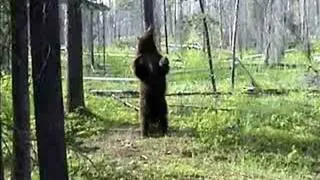 Black Bear : Live Dancing, Sniff, and Swats (LIVE Camera)