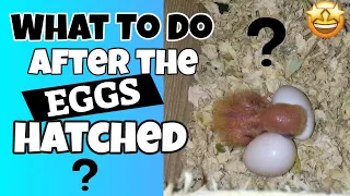 What To Do After Lovebirds Eggs Hatched? - Anong Gagawin Pag Napisa Na Ang Mga Itlog Ng Ibon Mo?