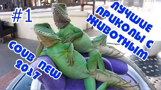 ЛУЧШИЕ ПРИКОЛЫ С ЖИВОТНЫМИ #1 МАРТ 2017 КУБ COUB