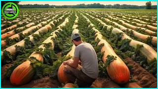 The Most Modern Agriculture Machines That Are At Another Level , How To Harvest Pumkins In Farm ▶7