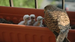 Feeding small kestrels 2 / Krmení malých poštolek 2