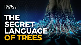 The Secret Language of Trees