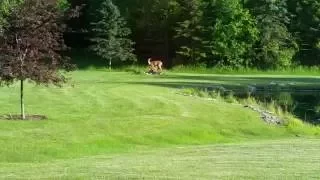 Doe nursing a fawn