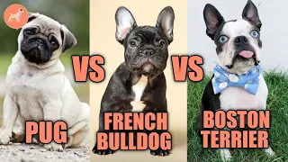 Pug vs French Bulldog vs Boston terrier: Which is Bettter?