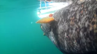 Halibut fishing waterwolf underwater camera