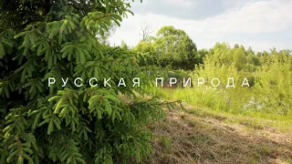 Русская природа - видео для отдыха и релакса на берегу озера. Шум листвы. Хвойный лес. Шум озера.