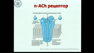 Физиология нейро-мышечного соединения Лебединский К.М.