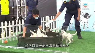 香港新聞 海關及消防成功合作繁殖六隻史賓格跳犬 將協助搜查搜救-TVB News-20210423