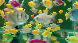 Обзор аквариумных рыбок Обзор разводни Разводня как хобби