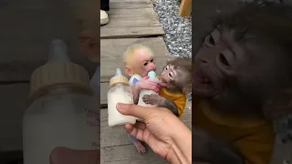 #monkey #animals #trendingshorts #animal #memes #monkeybaby #babycute #socute #funny #cutebaby