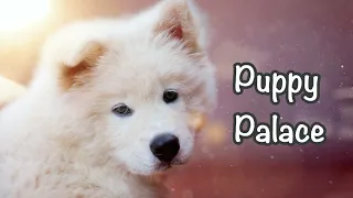 Children's Bedtime Stories | Puppy Palace