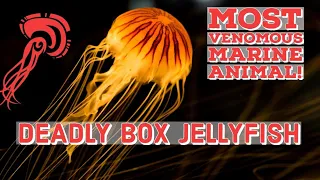 Deadly Box Jellyfish: 15 Amazing Facts About the Box Jellyfish