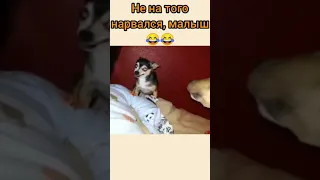 Не на того нарвался малыш #shorts